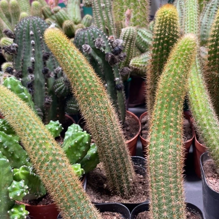 自根新品金妞红蜻蜓一杯15公分