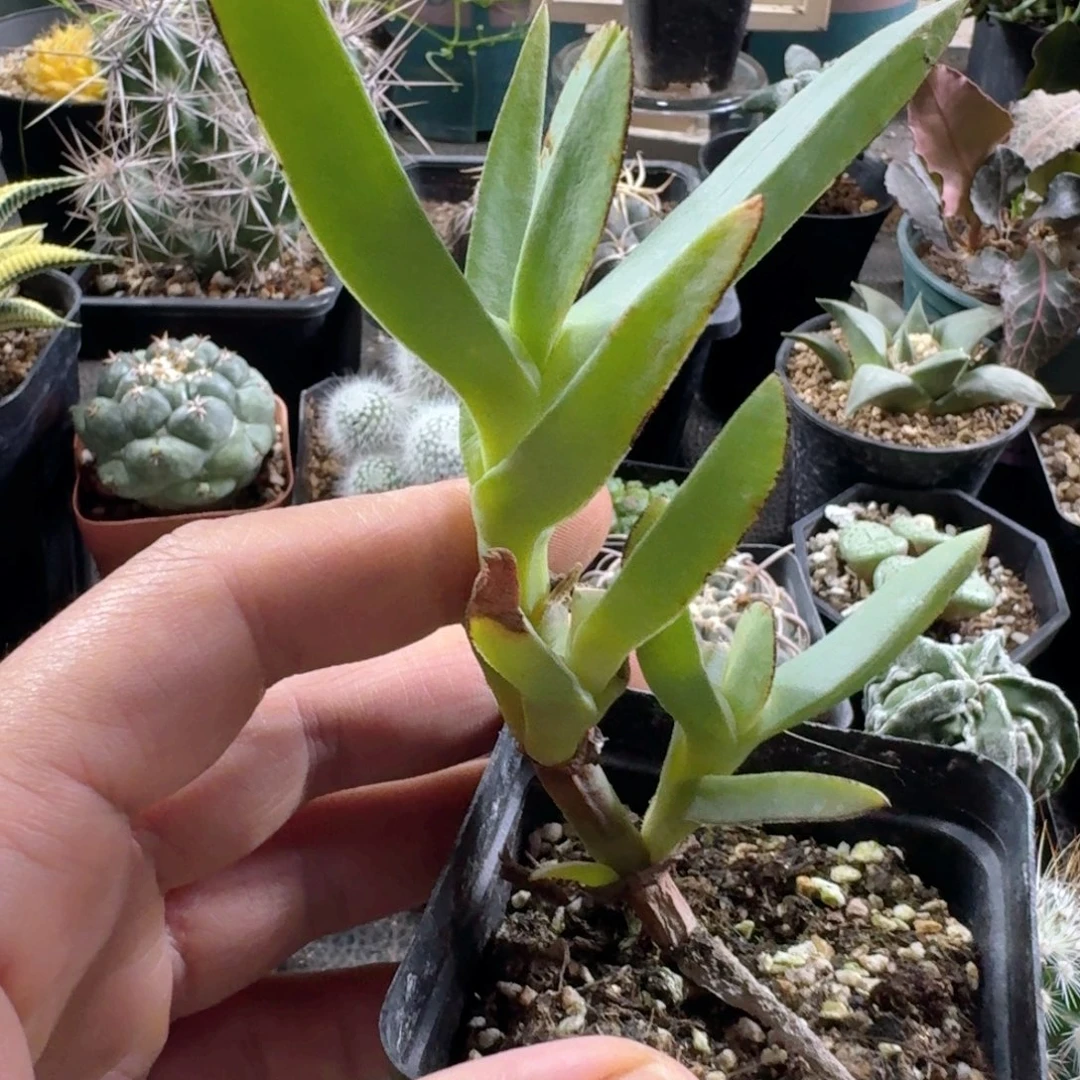 370莫邪菊带盆发货