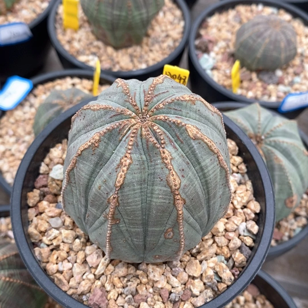 54 欧系实生布纹球多肉植物