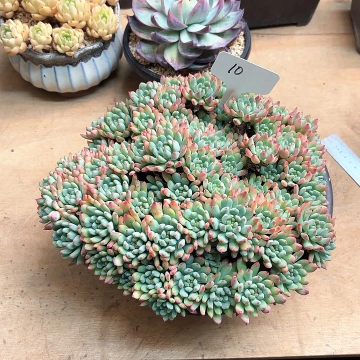 多肉植物，蓝苹果10号