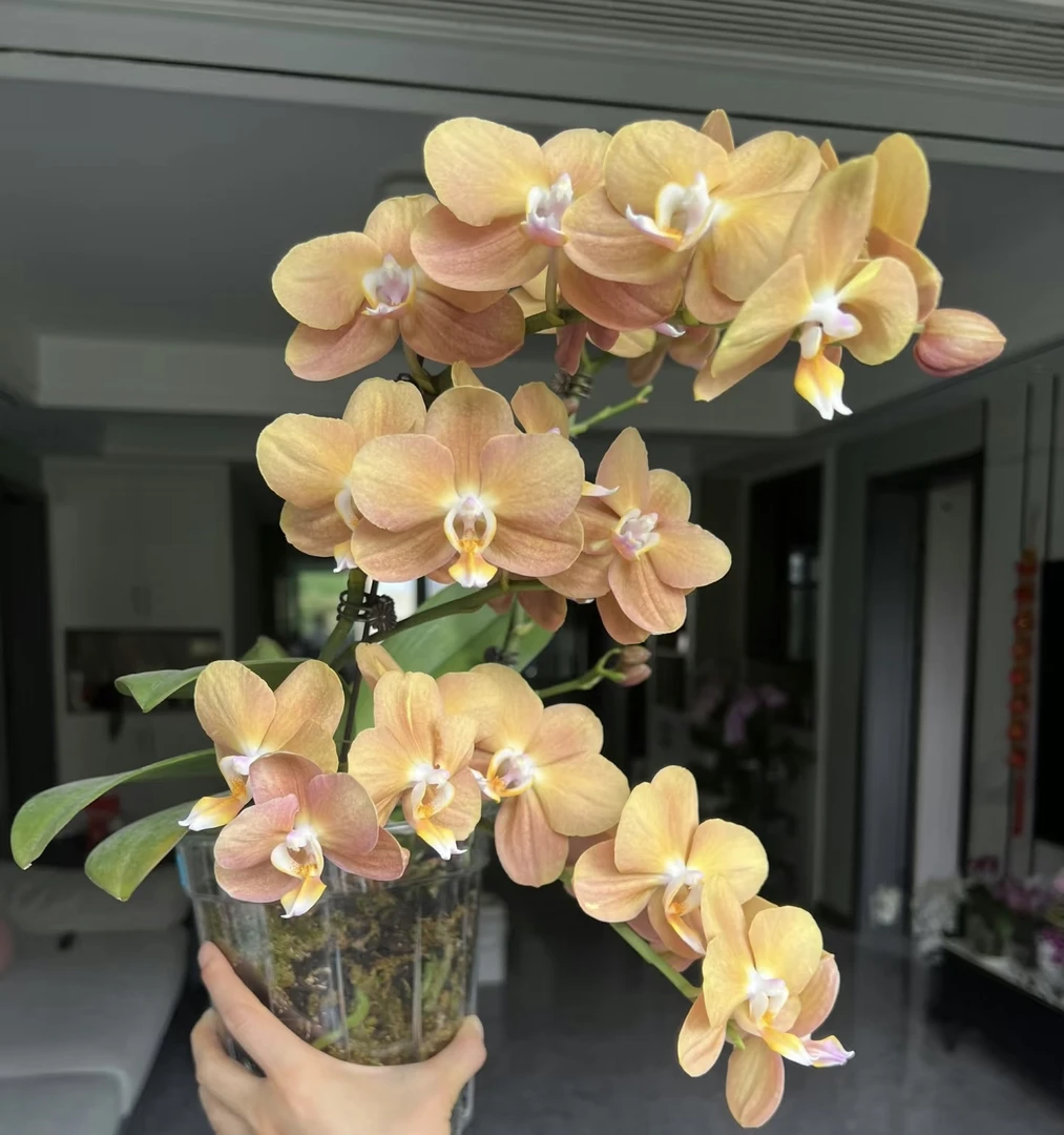 摩纳哥蝴蝶兰盆栽   任意两颗顺丰包邮