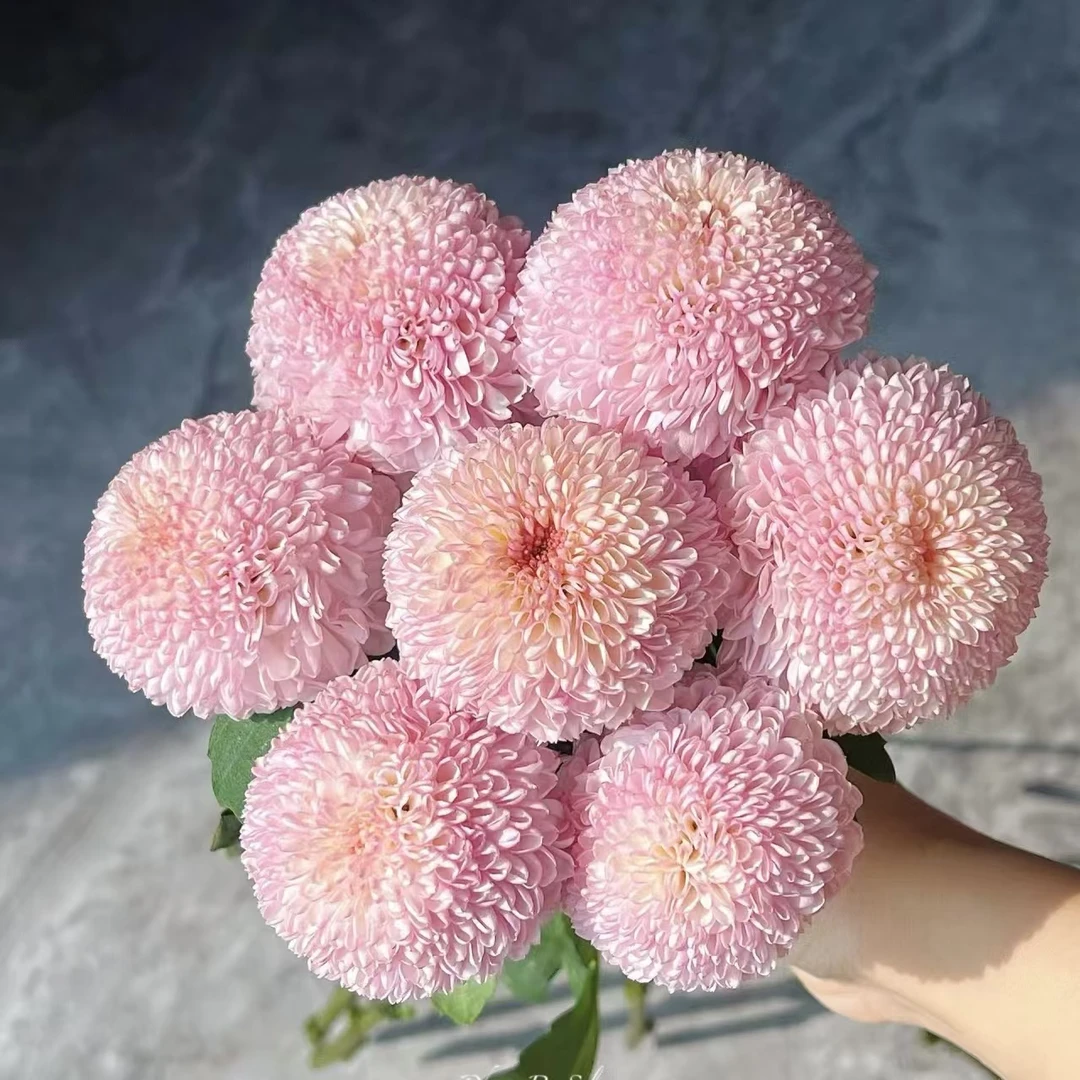 5枝粉色乒乓菊花期长【2单顺丰或京东】云南鲜花直发水养鲜切花
