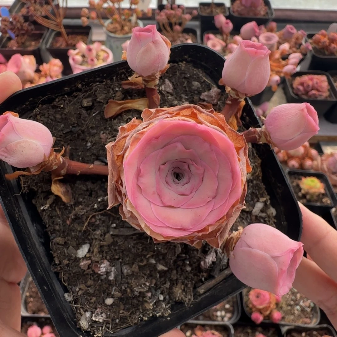 L47半城玫瑰一仙帕