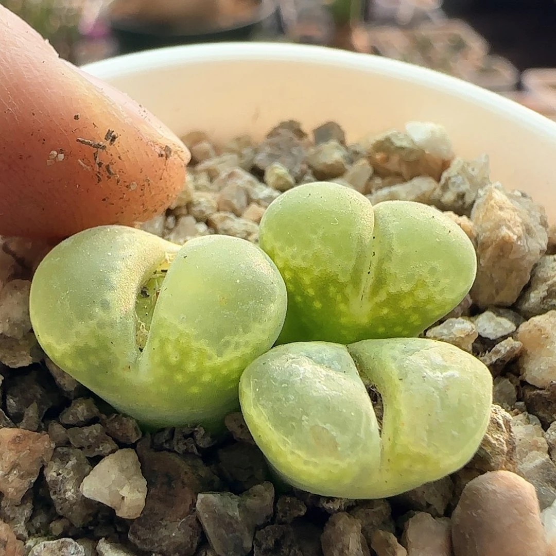 年后脱土发货23859