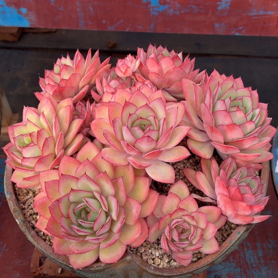 多肉植物 牡丹亭-4