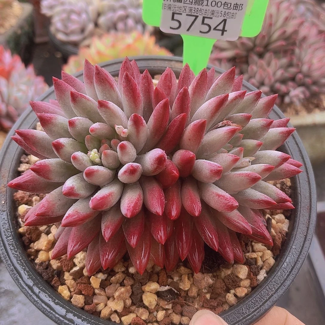 5754虞美人多肉植物