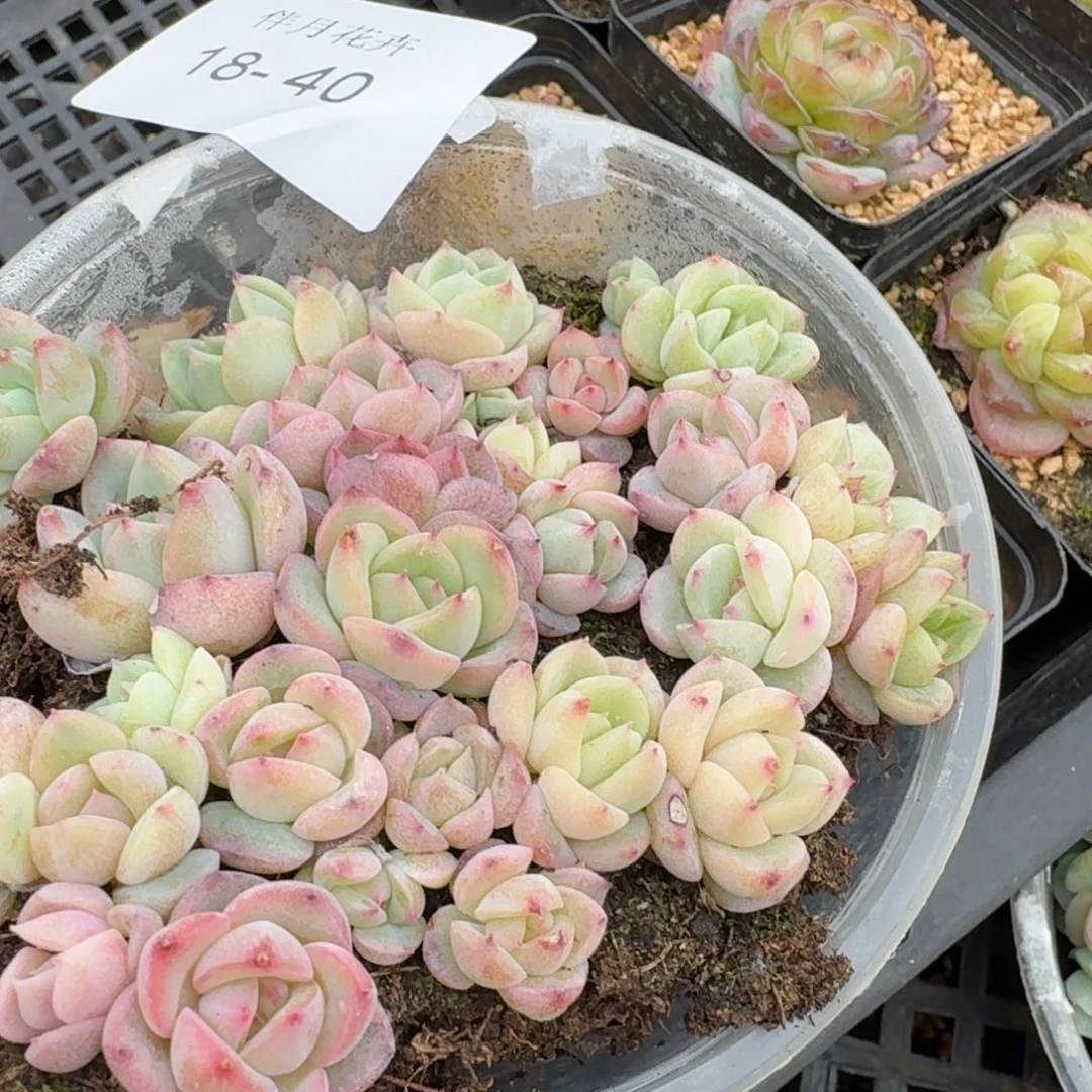 珍妮切糕量拍18-40