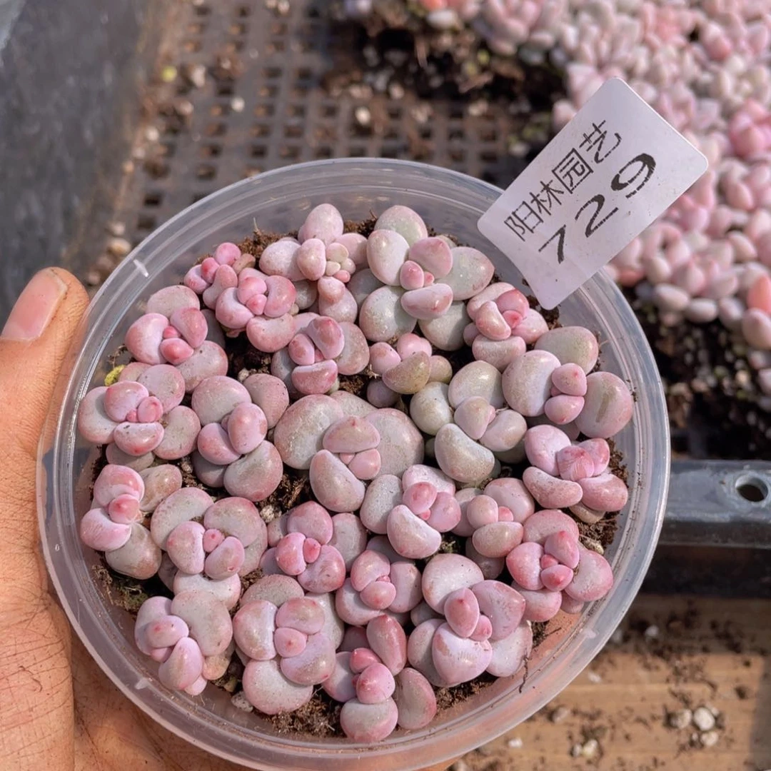 V**-多肉植物多肉植物729