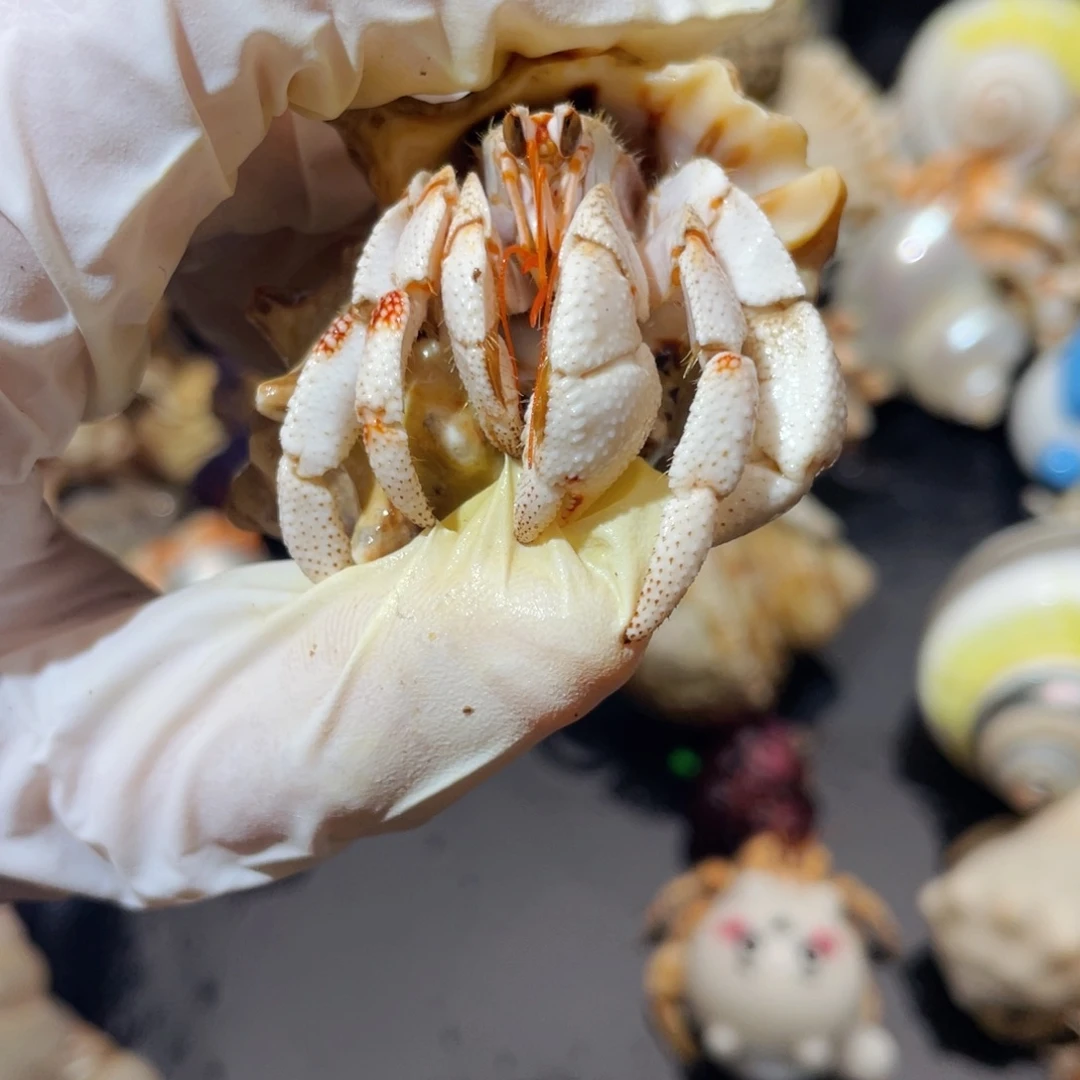 蜗居异宠寄居蟹0544，白草