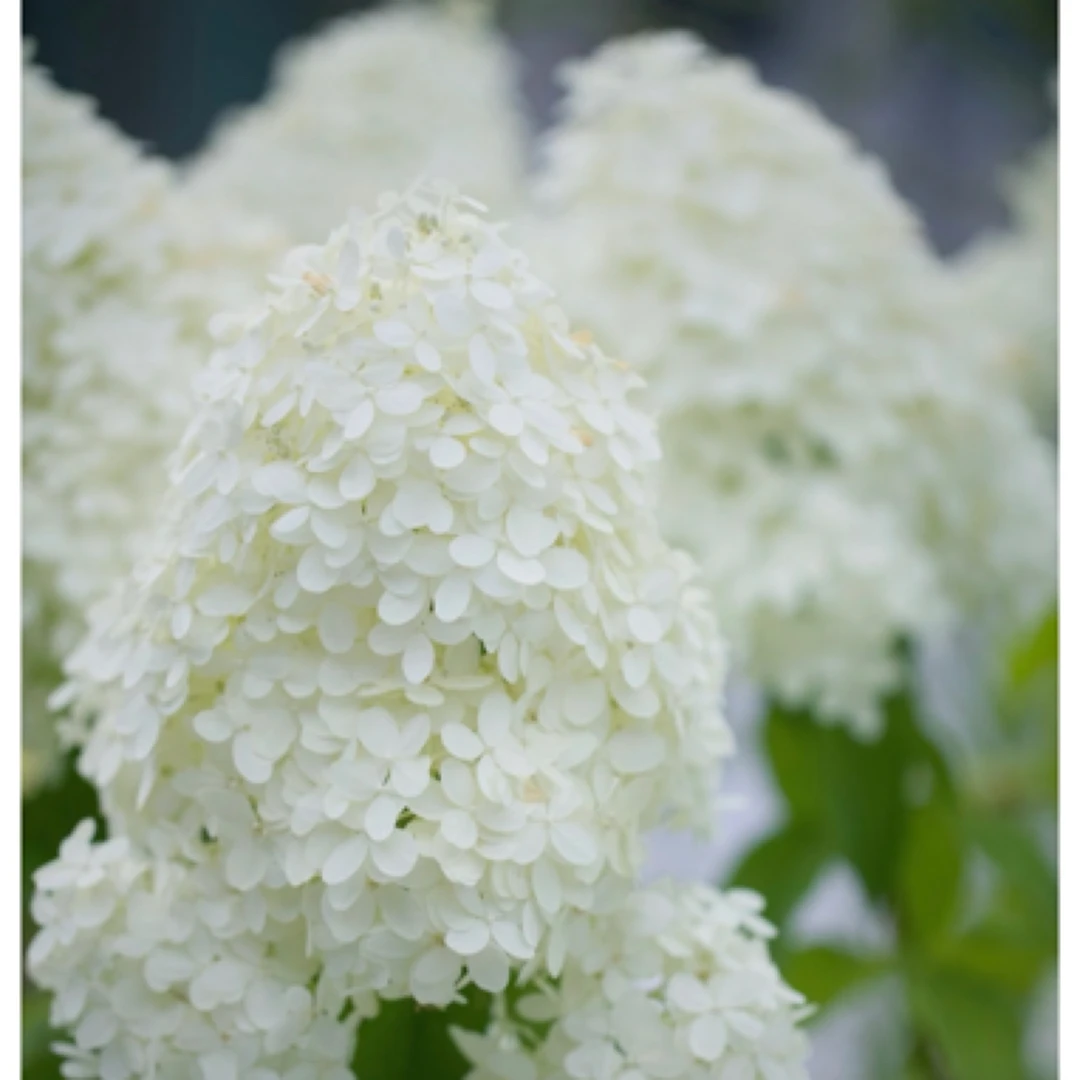 【圆锥绣球北极熊】花苗耐热耐寒花卉盆栽阳台花园绣球花带花苞大棵