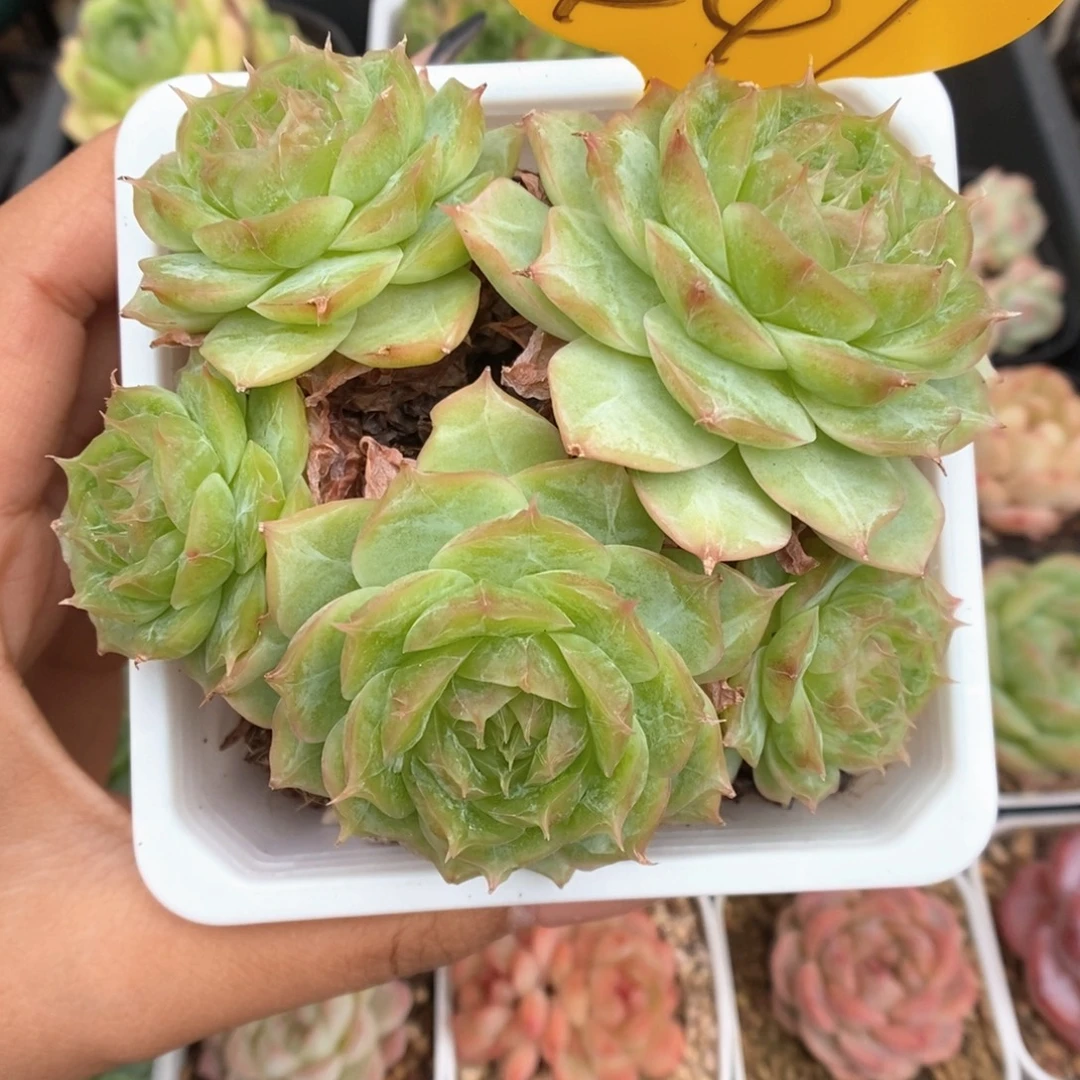 蔷薇珍妮群生441号。