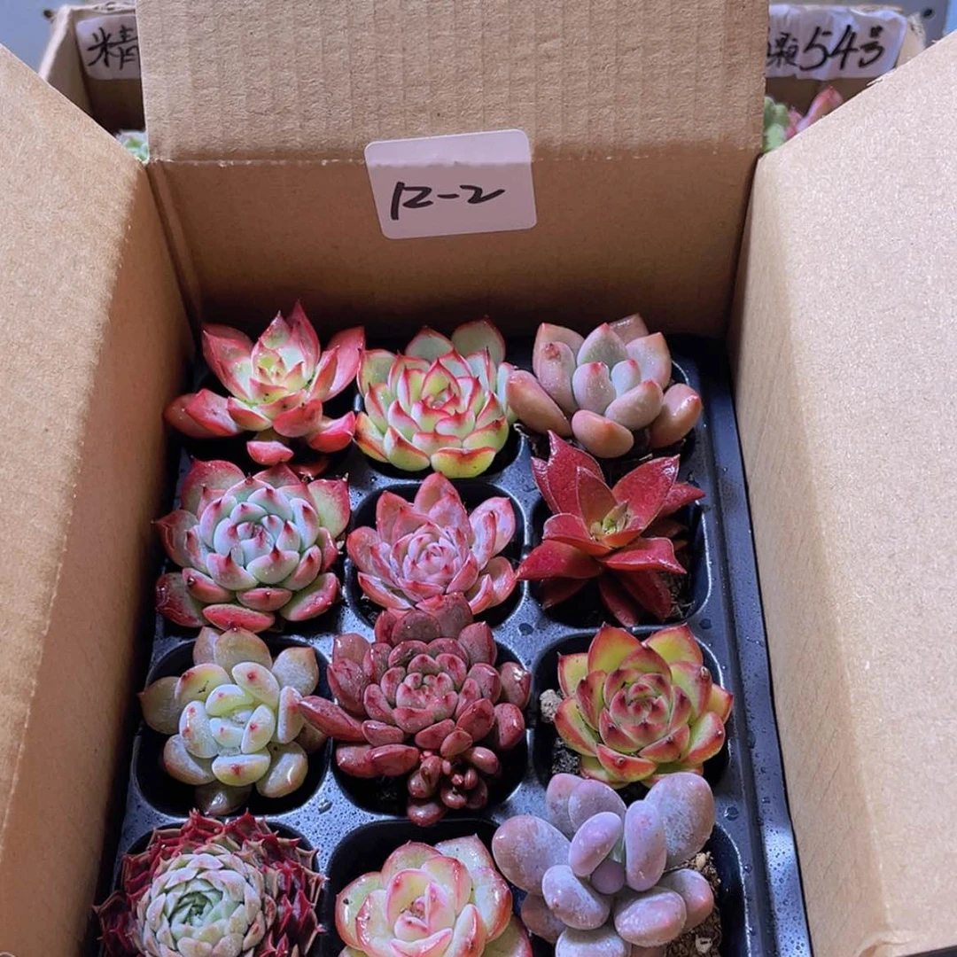 【闪购商品】12颗-2