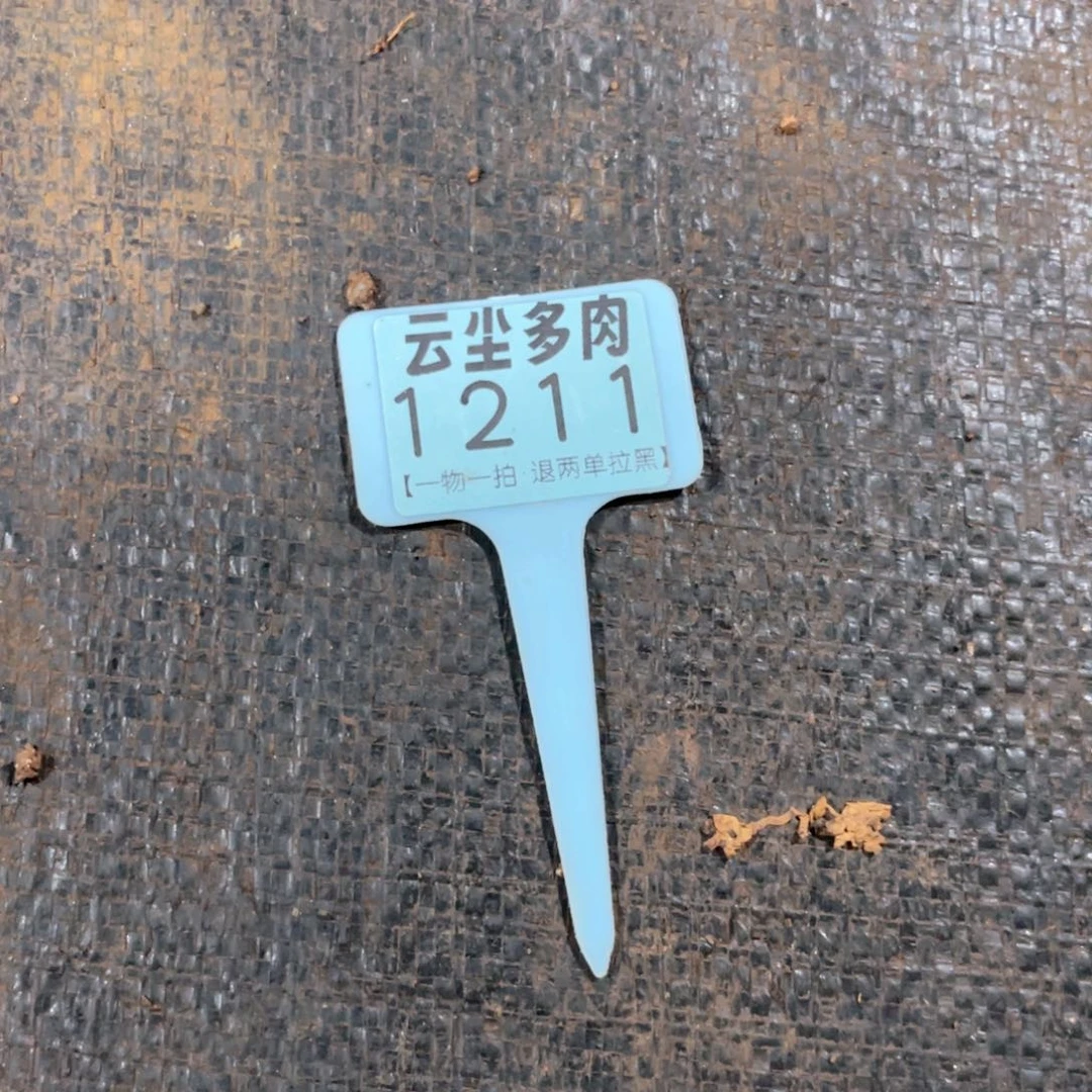 猪***猪云尘多肉一物一拍1211