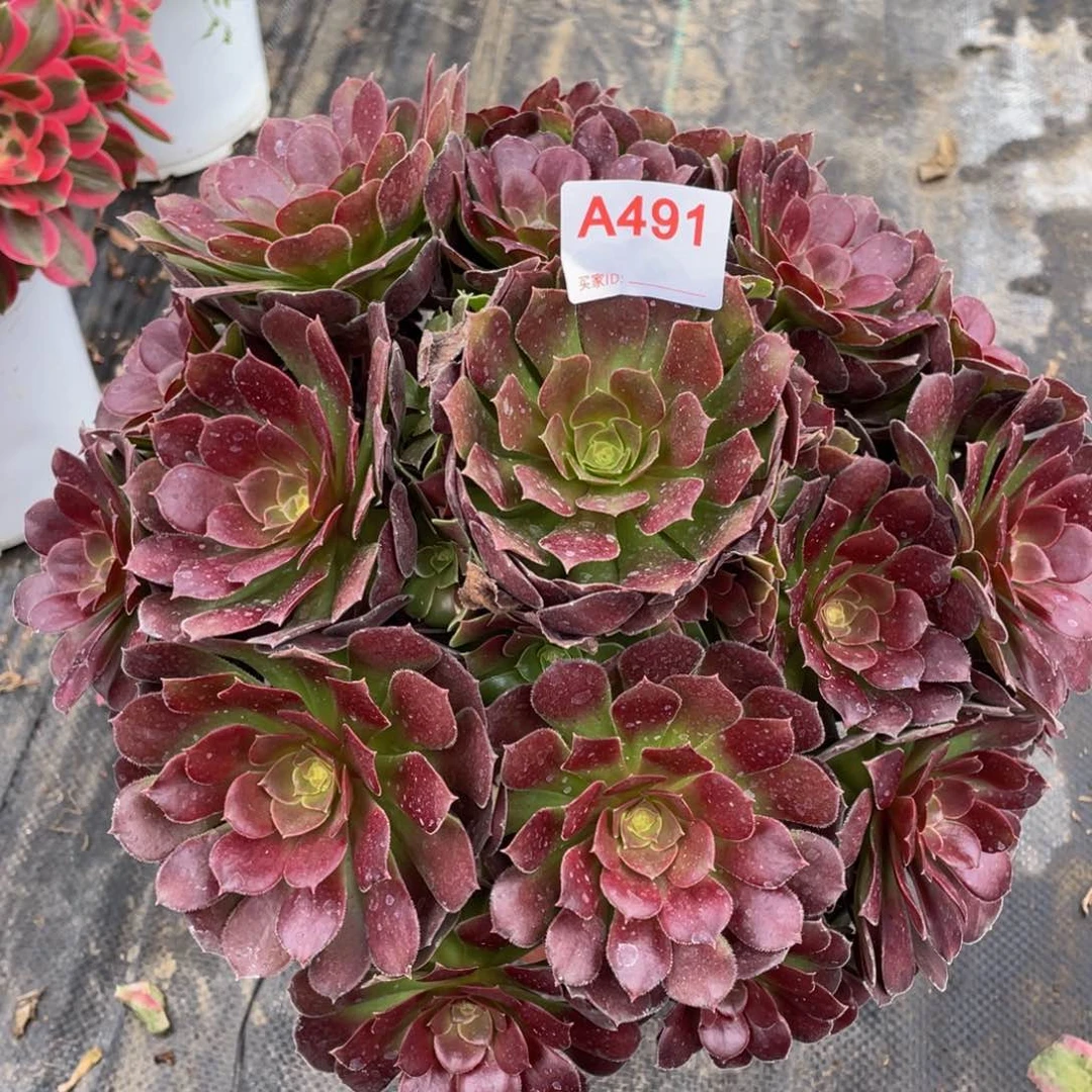 精品法师多肉荷兰玫瑰491