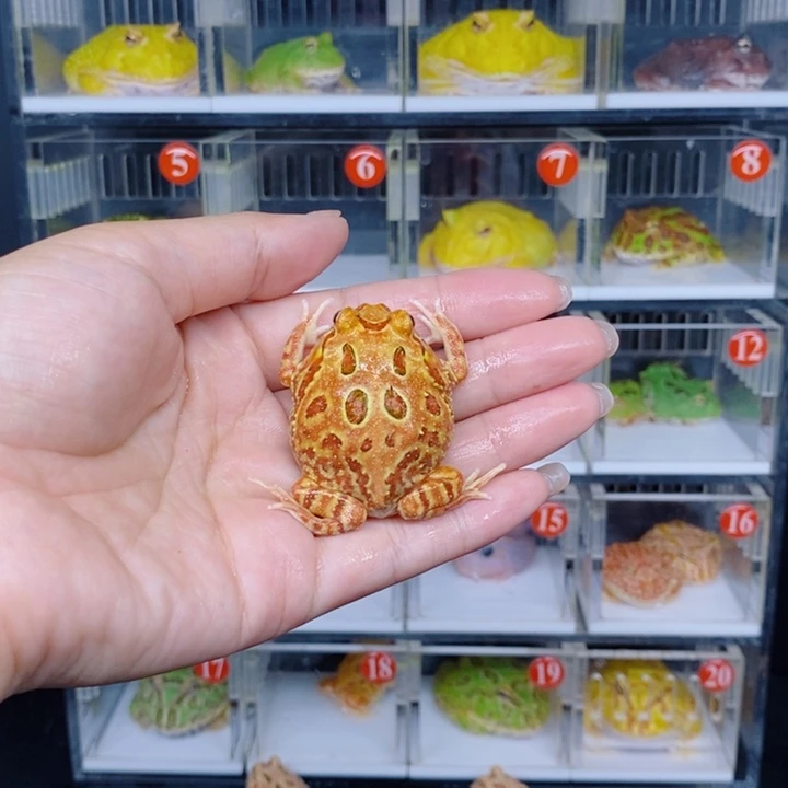 角蛙恭喜发财大吉大利