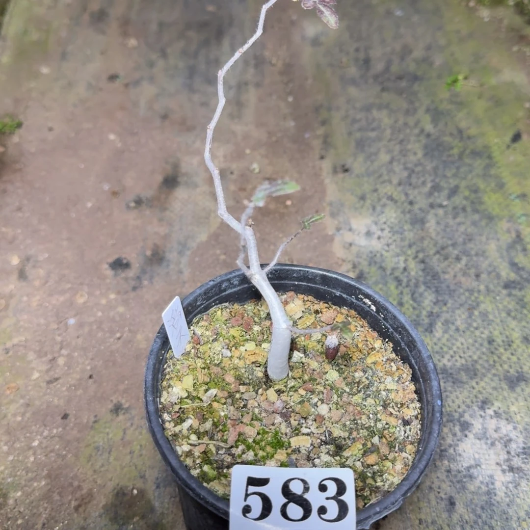 滔天橄榄一物一拍多肉