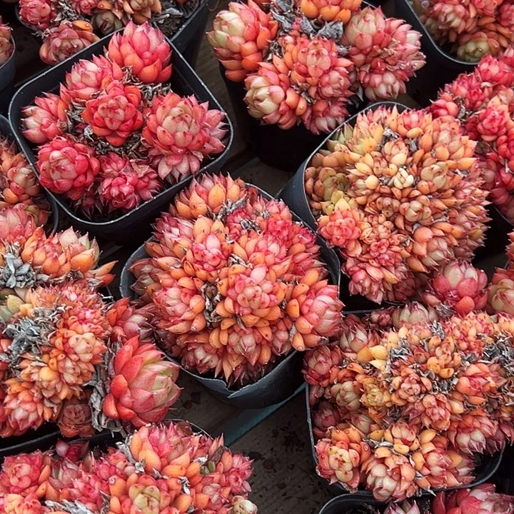 红酒桃      福利多多