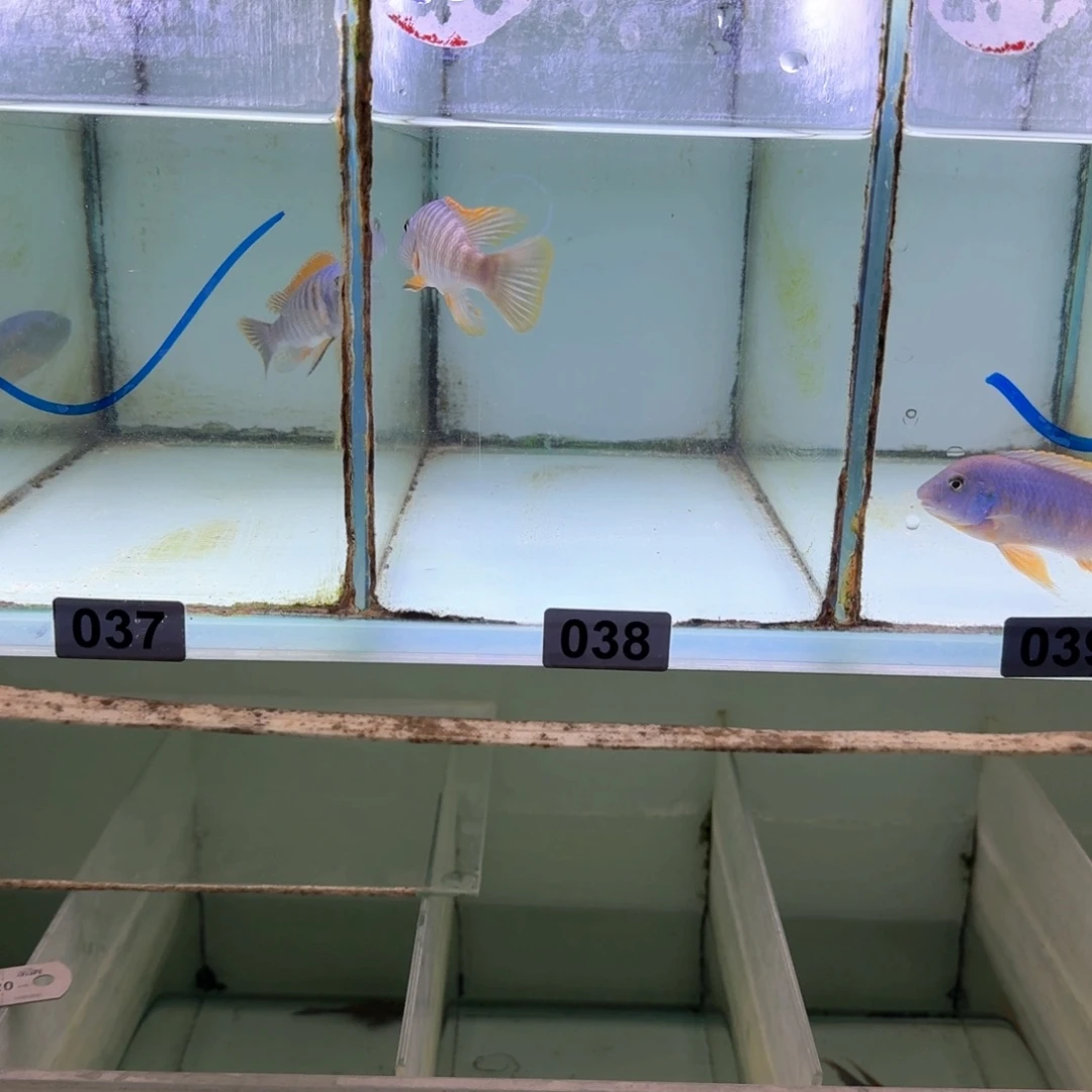 F***n慈鲷鱼38号米坦德勾鼻