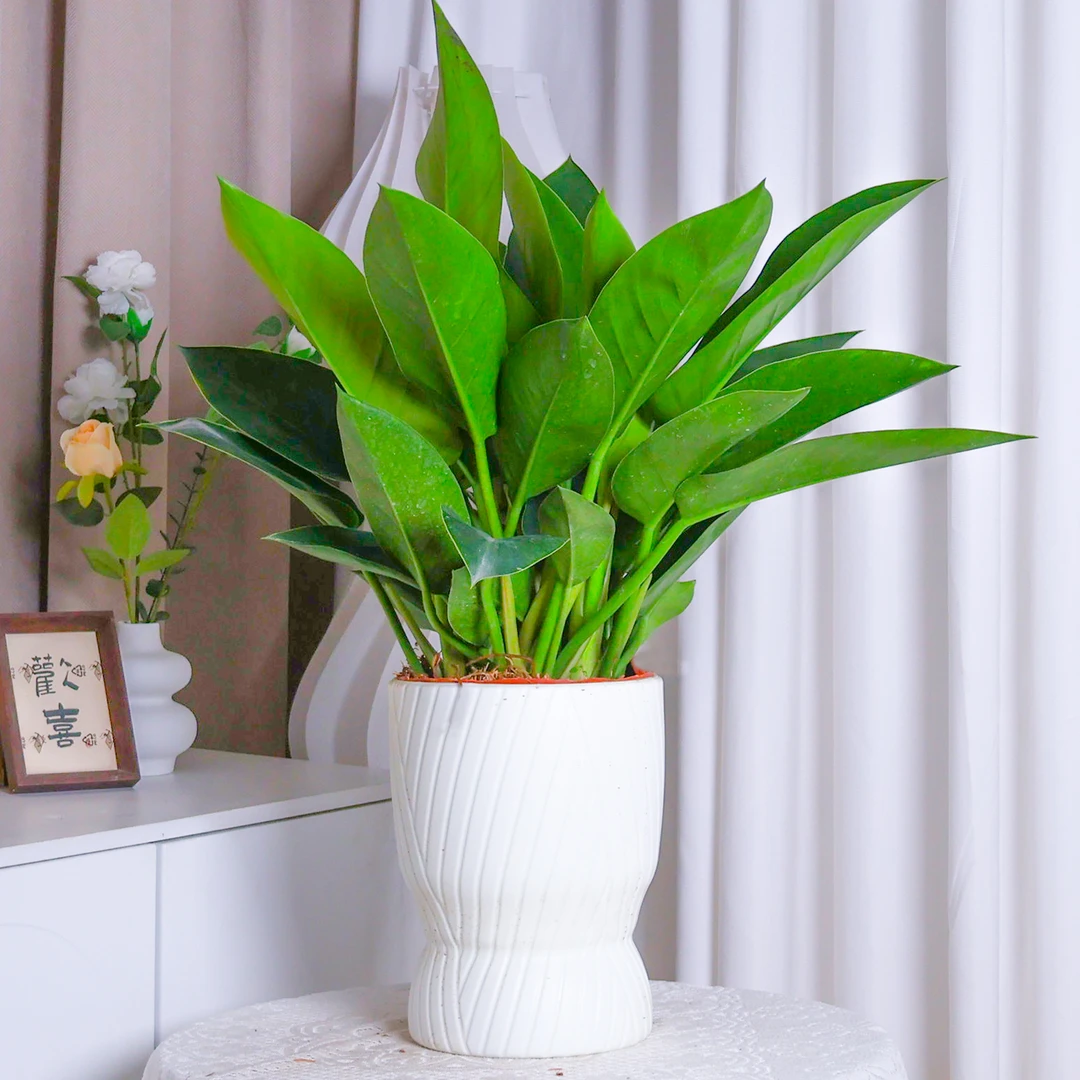 大叶金钻分室内好养易活净化空气绿植盆栽花卉