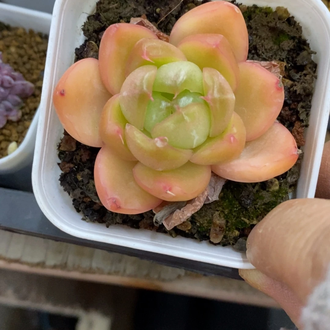 精品多肉一物一拍不包整323