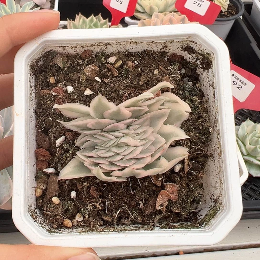 紫蝴蝶缀多肉植物