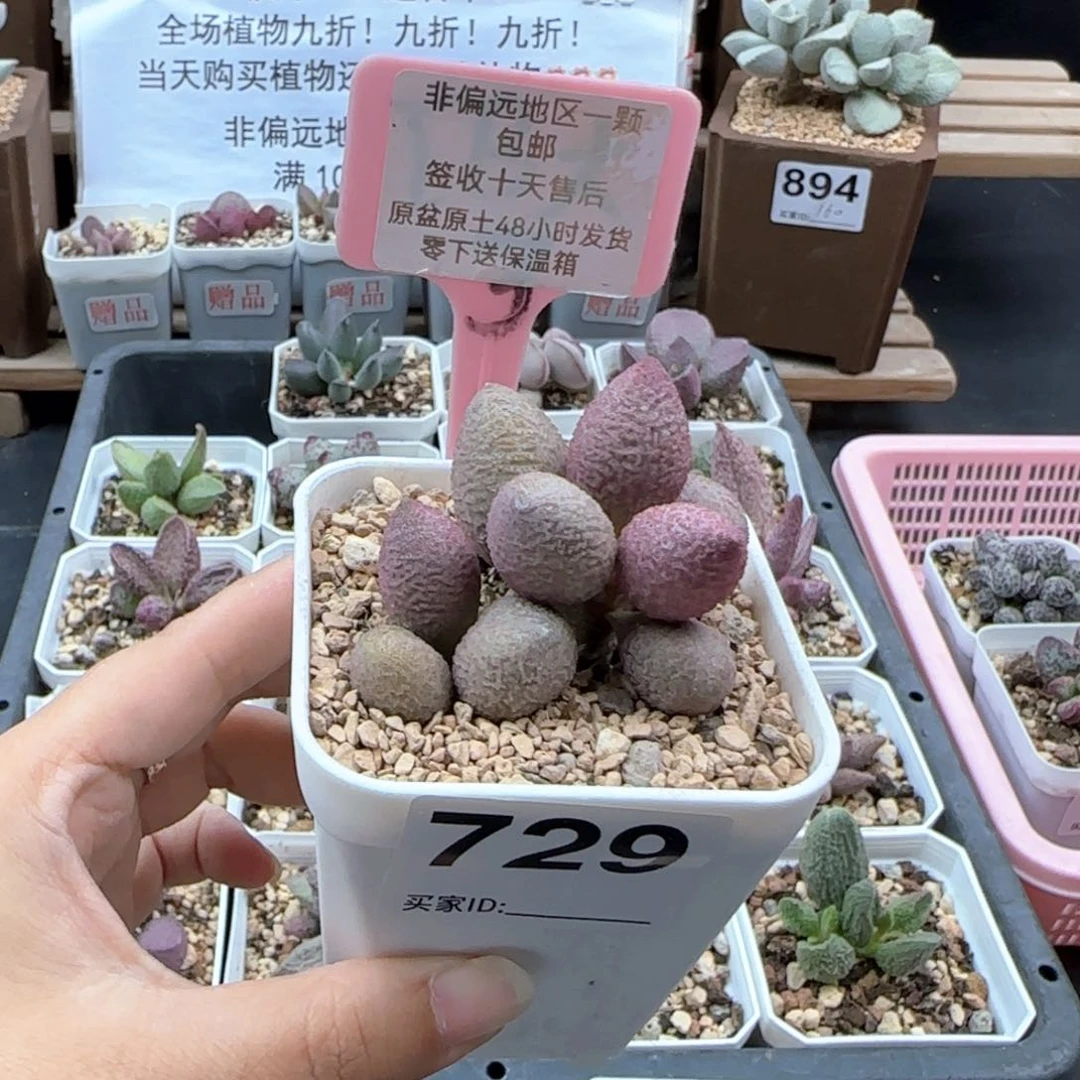 729服部多肉植物
