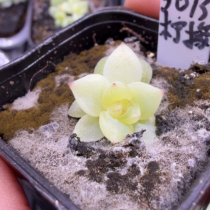 3013柠檬珍妮4公分盆