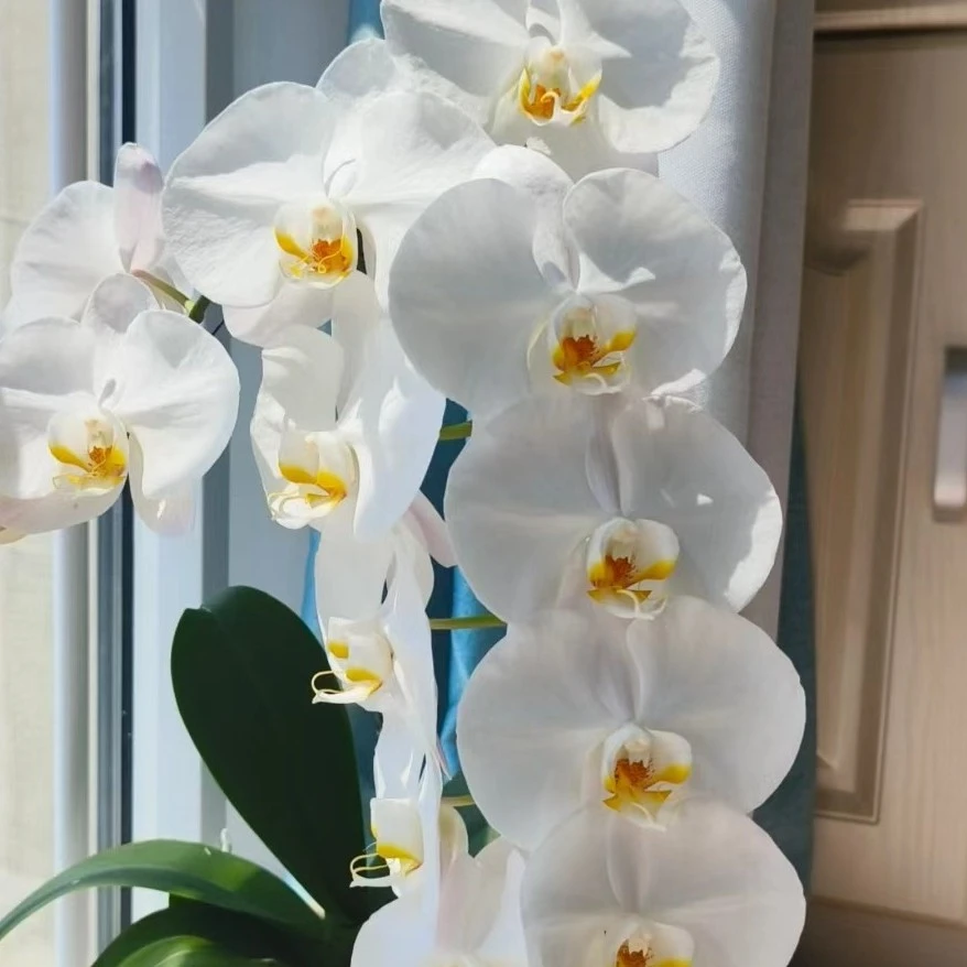 蝴蝶兰【大白V3】叶片瑕疵，3.5寸杯，单花剑未开花