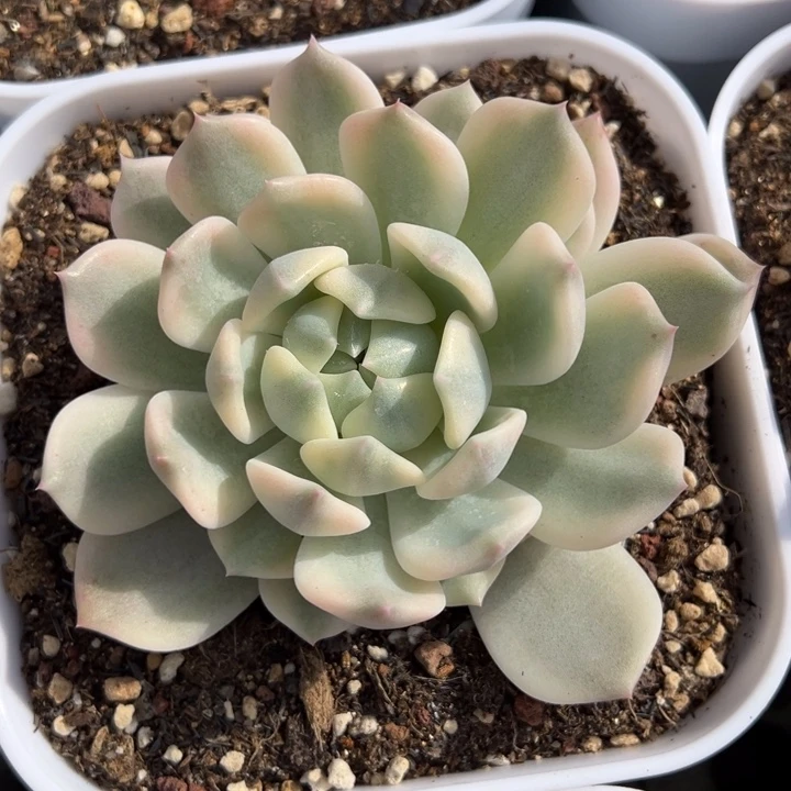 霜花锦一物一拍锦龙
