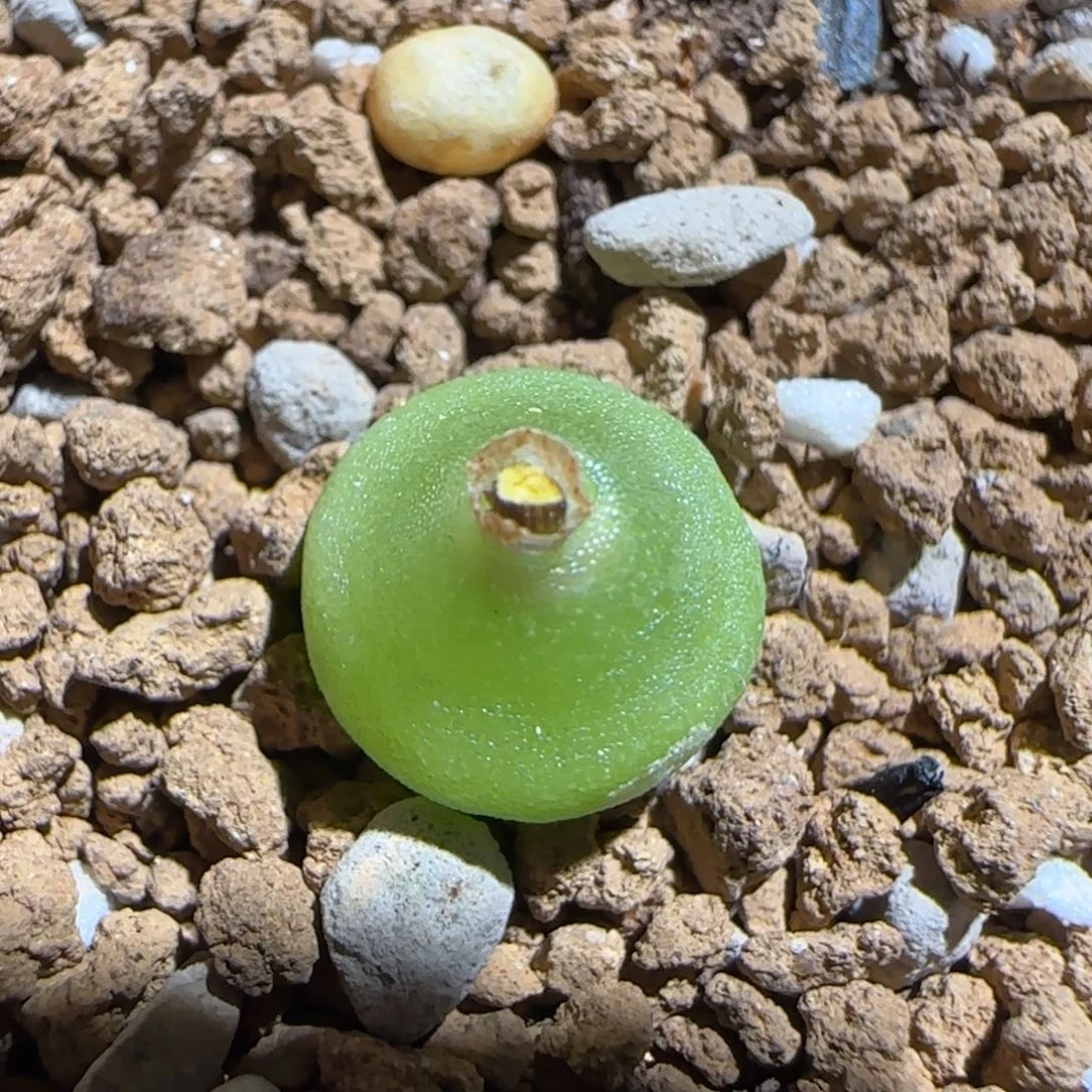 肉锥多肉植物组合-哈默1391