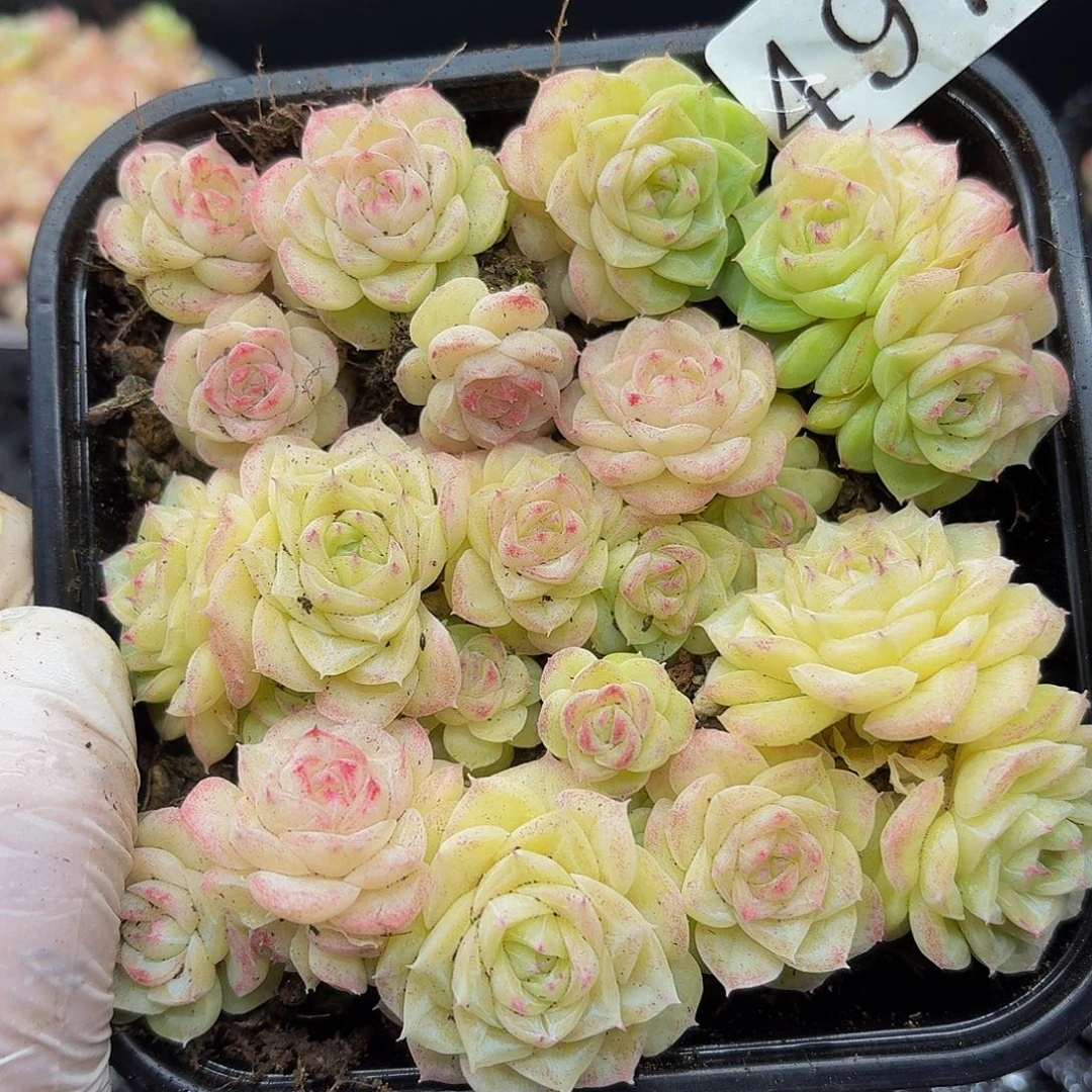 多肉植物多头肉植物497