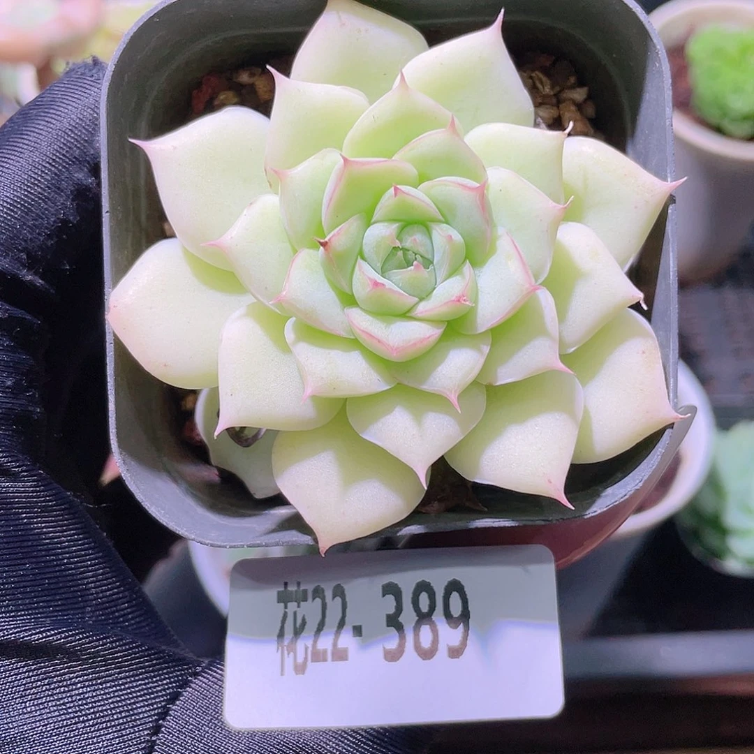 花利美22-389麦秆