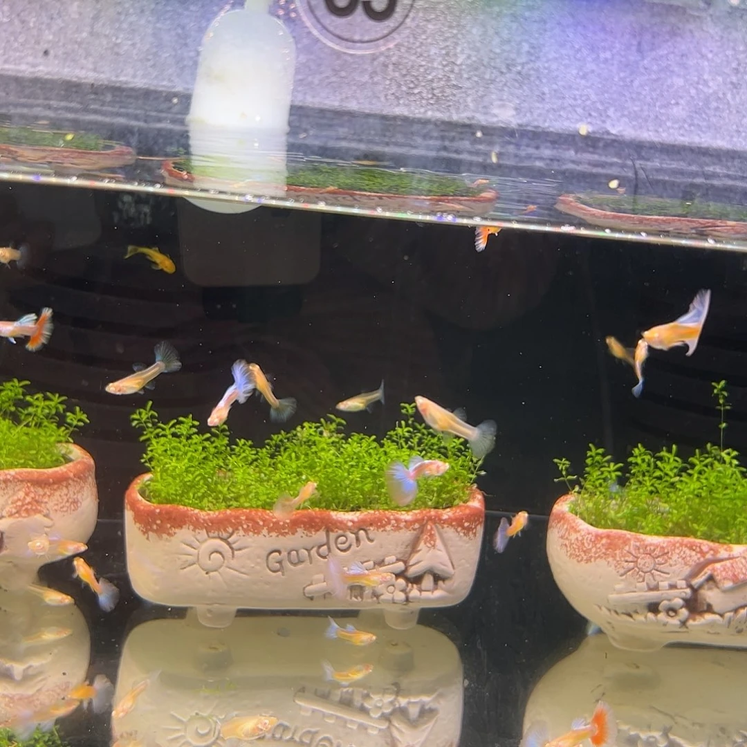 孔雀鱼蓝白半月尾2对