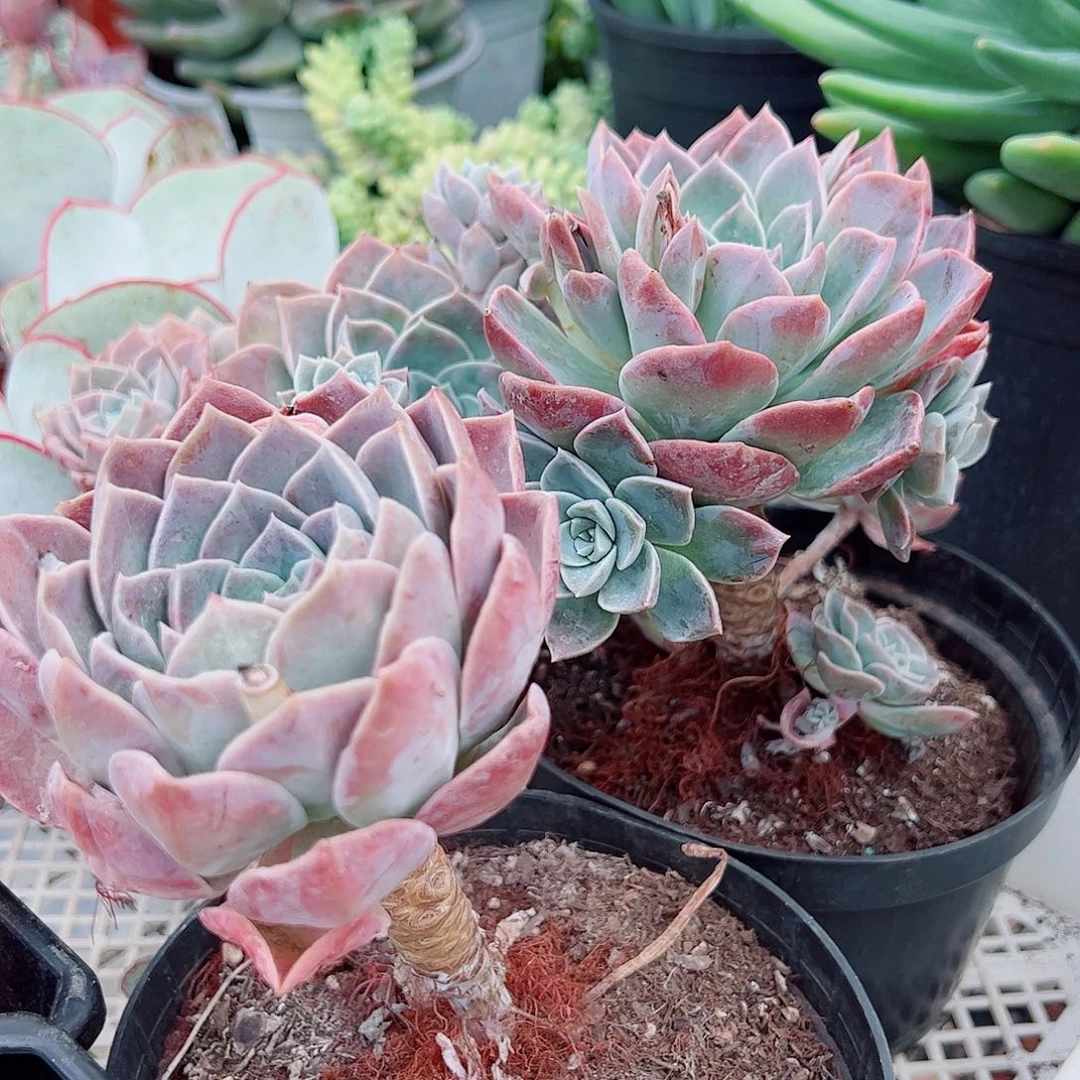 原始哈利沃森大单头带崽老桩2盆