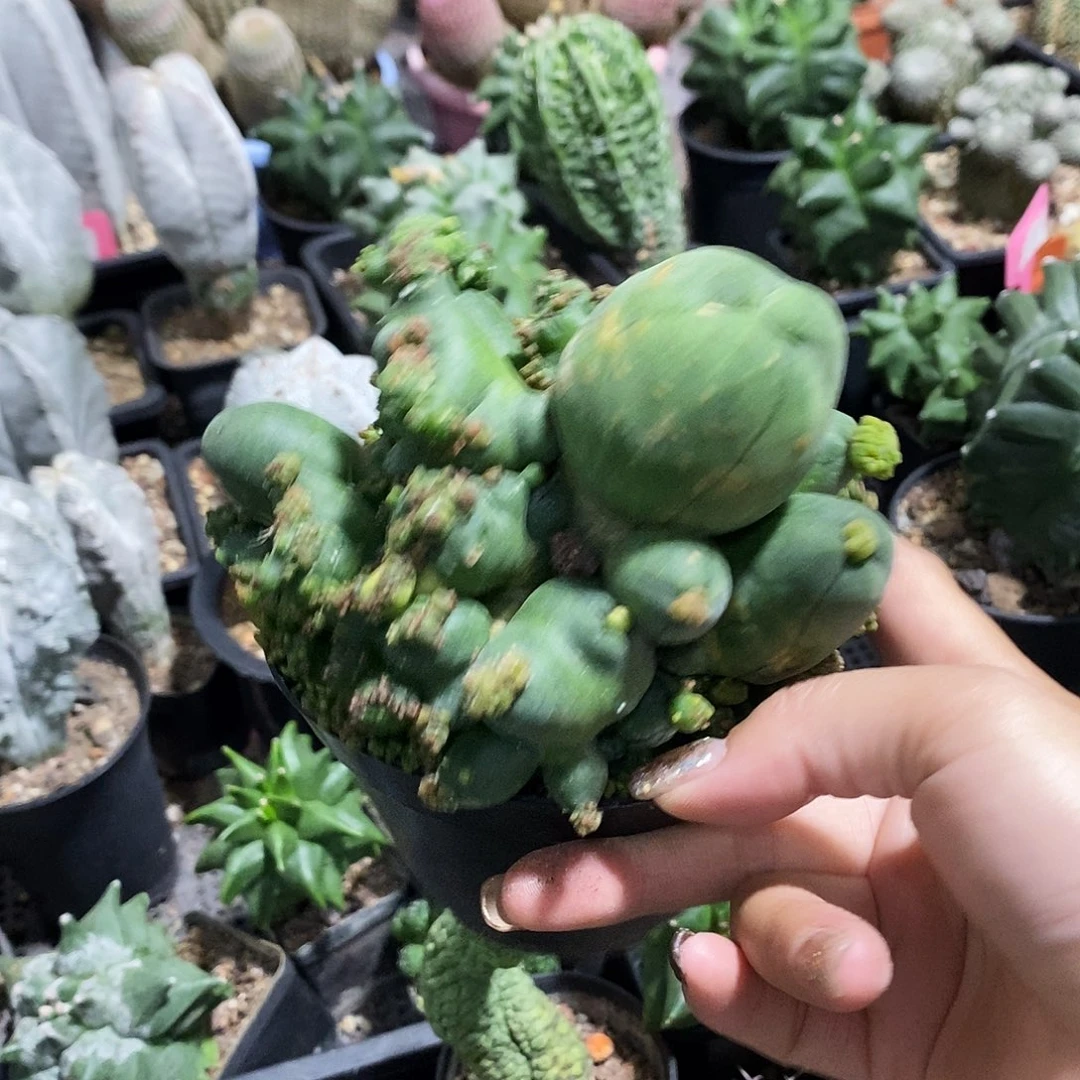 花花草草花花草草