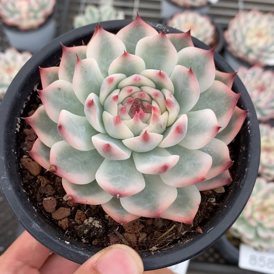 吉娃娃锦多肉植物8602