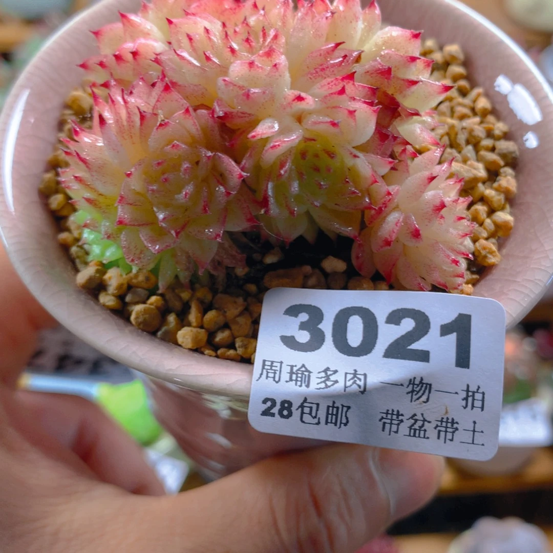 精控多肉植物3021