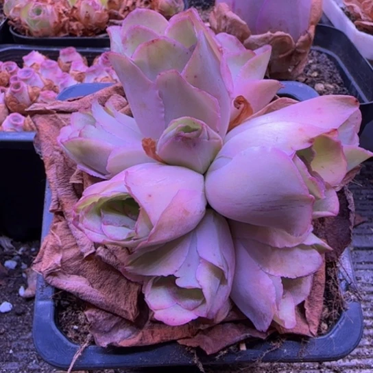 一物一拍，大花球