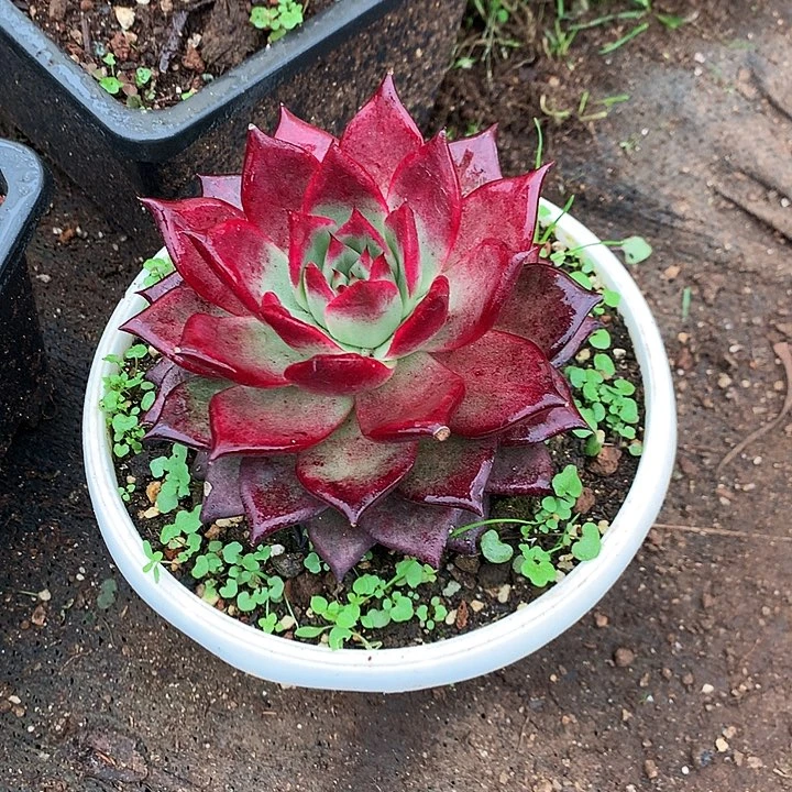 美肉特价活动开始啦