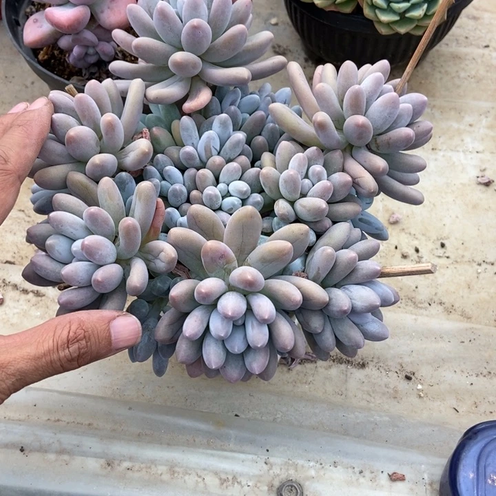 D****Q多肉植物一物一拍