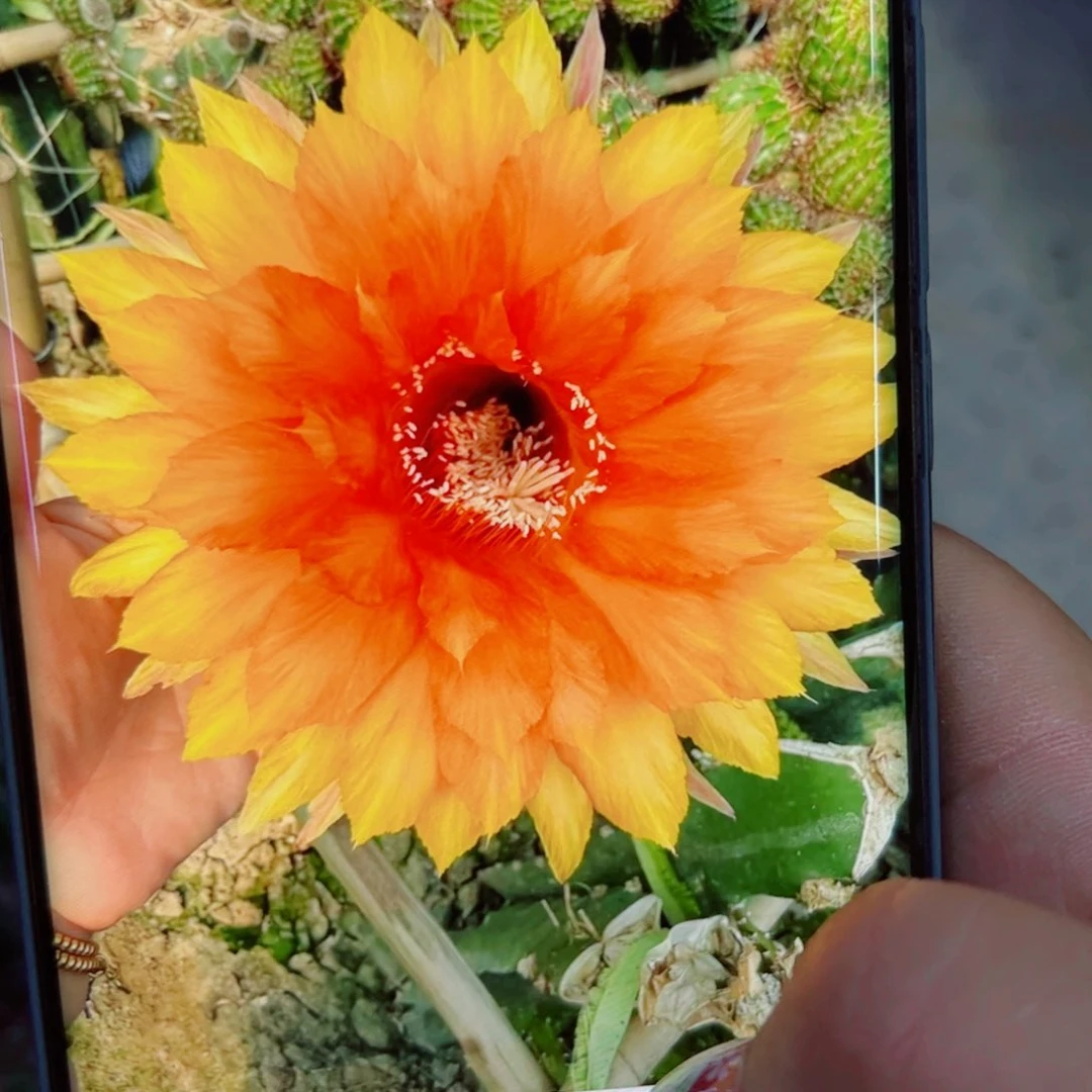 下91彩草98 歪无根侧芽4公分左右20包邮