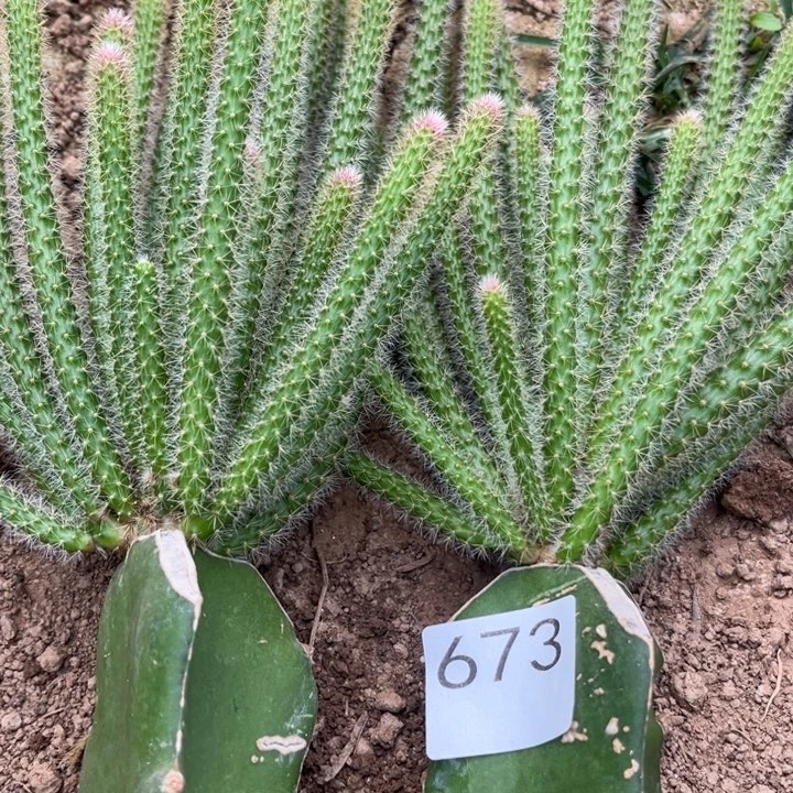 雨***天垂吊鼠尾2棵紫色673