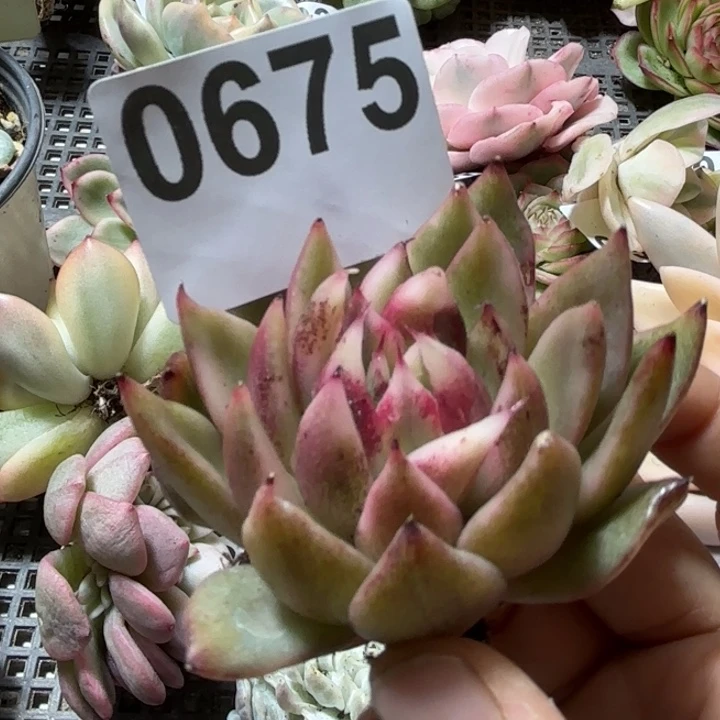 黑水晶锦多肉植物18包邮当场凑单