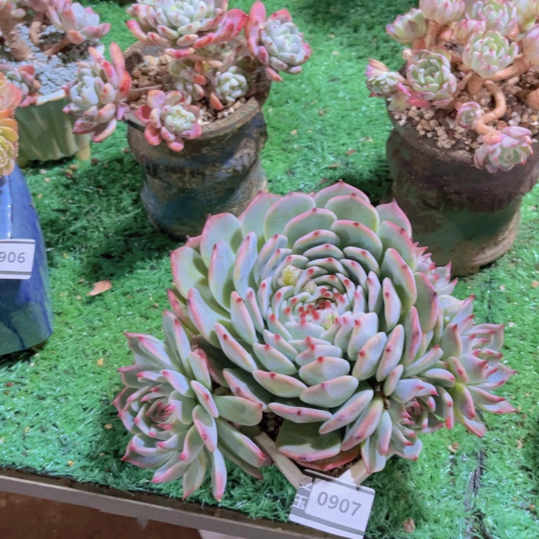 吉娃娃多肉植物0907
