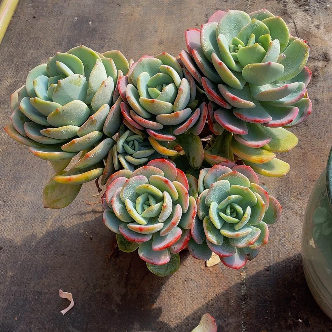 (****陈白月光多肉植物