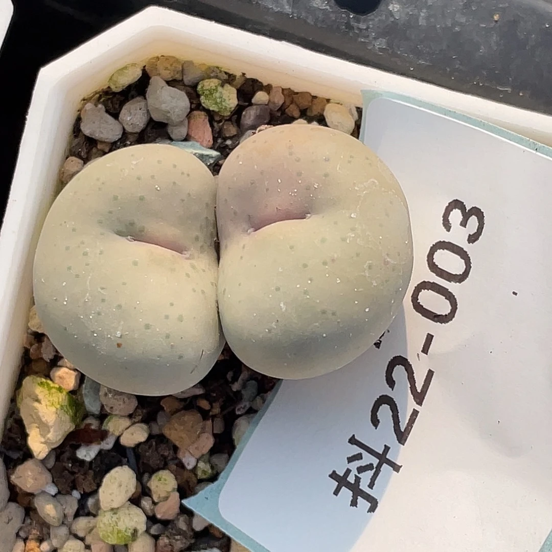 ****u22-3肉锥多肉植物