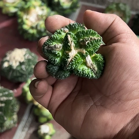 哥斯拉菜花牡丹植物