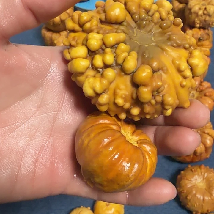 财***到墨西哥七彩疙瘩葫芦