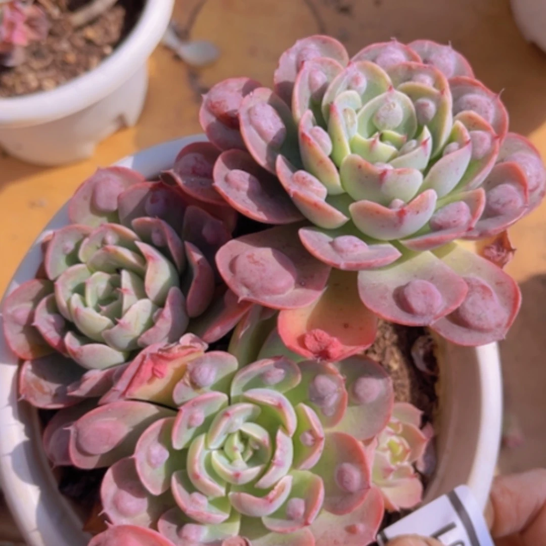 【闪购商品】雨滴06101