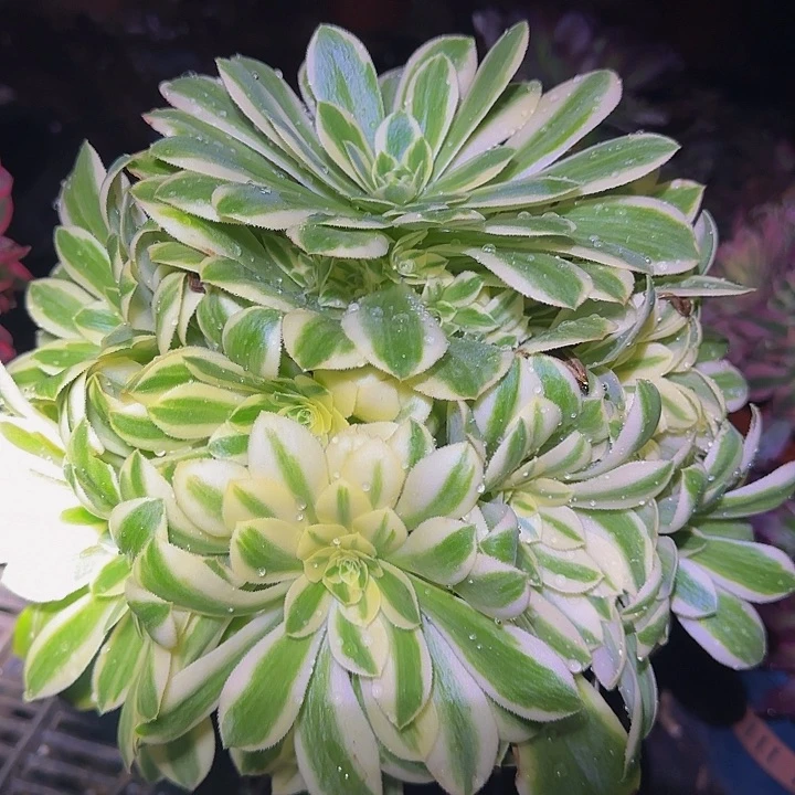 迈巴赫捧花亏本福利